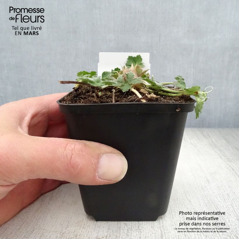 Spécimen de Géranium vivace Dreamland Godet de 8/9 cm tel que livré au printemps