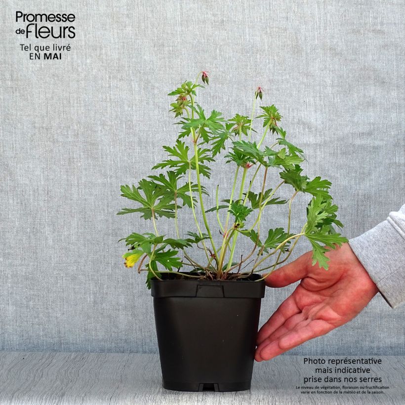 Example of Geranium vivace Johnson's blue Pot de 2L/3L as you get in printemps