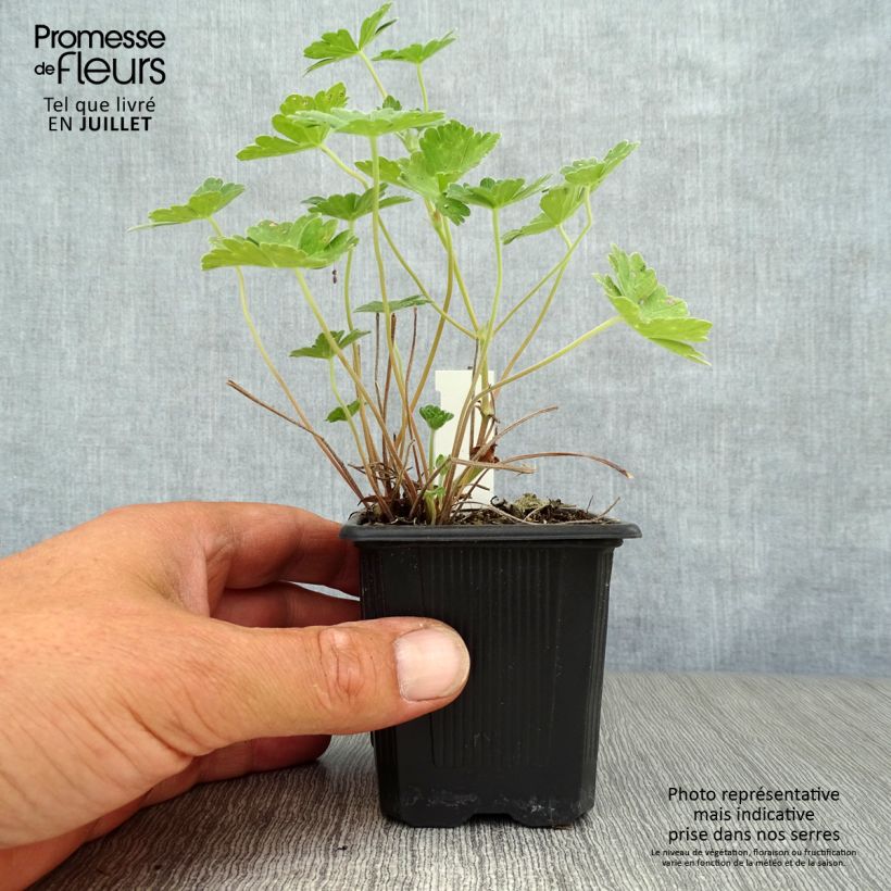 Spécimen de Géranium vivace Joy Godet de 8/9 cm tel que livré en été