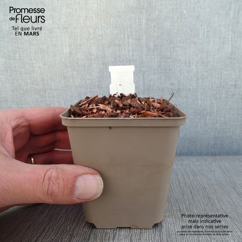 Spécimen de Géranium vivace Kelly-Anne Godet de 8/9 cm tel que livré en hiver