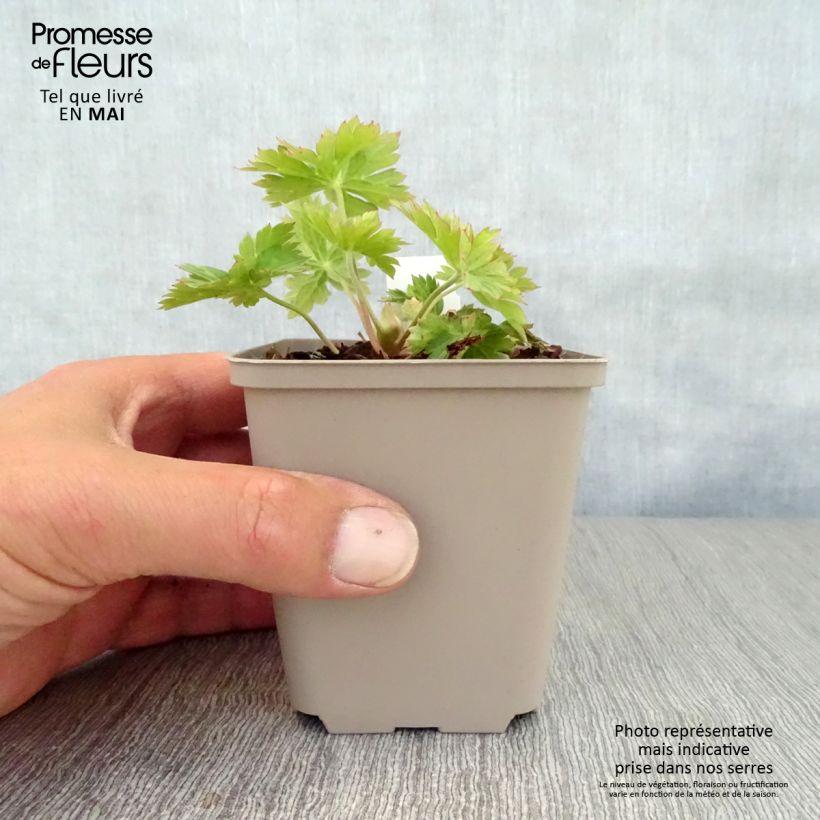 Spécimen de Geranium vivace Lilac Ice Godet de 8/9 cm tel que livré au printemps