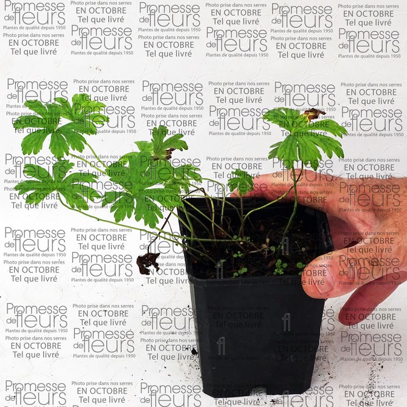 Exemple de spécimen de Géranium vivace Melinda Godet de 8/9 cm tel que livré