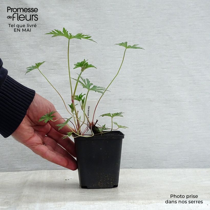 Spécimen de Géranium vivace Orion Godet de 8/9 cm tel que livré au printemps