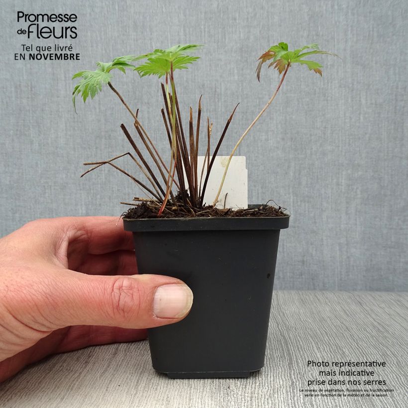 Spécimen de Géranium vivace Orion Godet de 8/9 cm tel que livré en automne