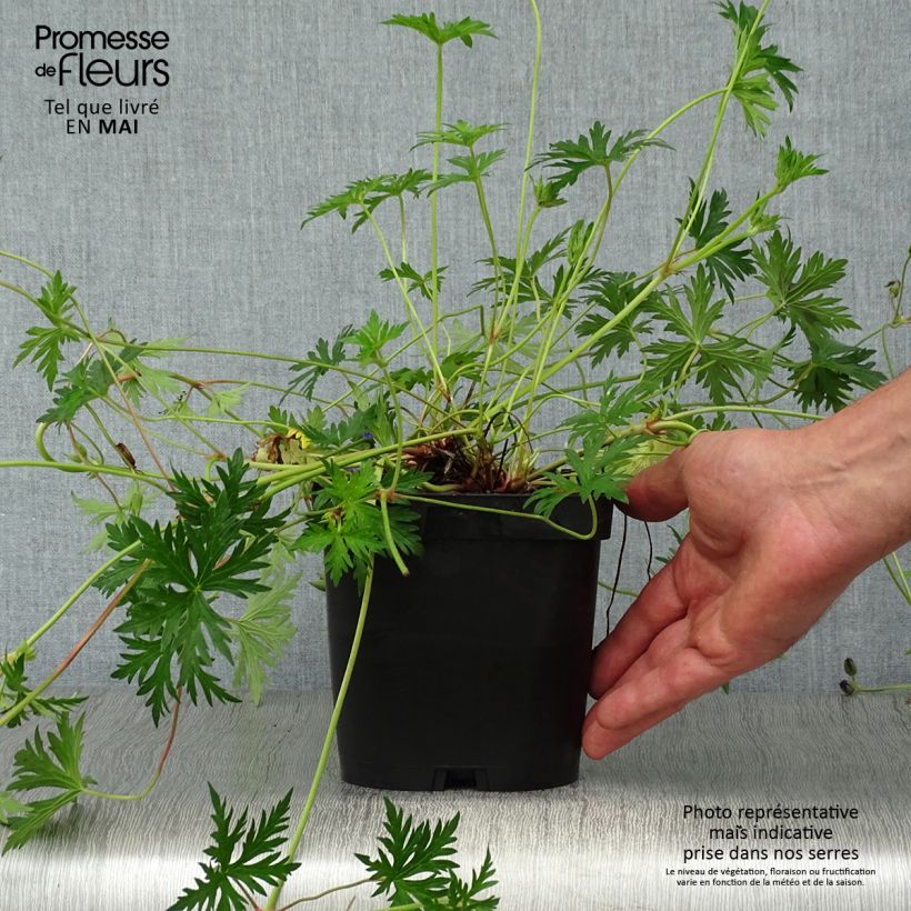 Spécimen de Géranium vivace Orion Pot de 2L/3L tel que livré au printemps