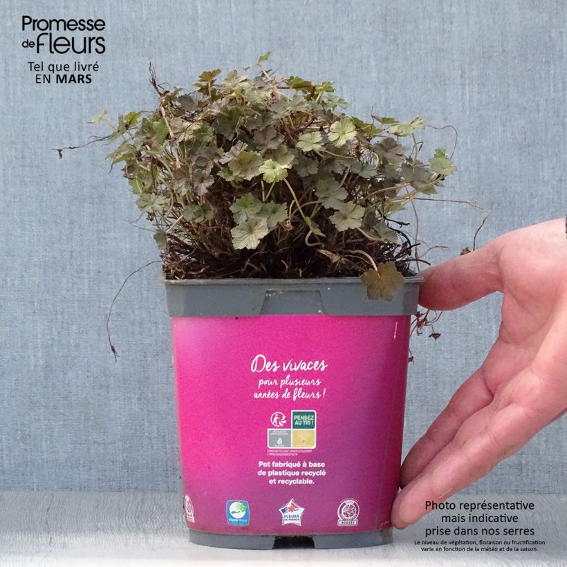 Spécimen de Géranium vivace Orkney Cherry® Pot de 1,5L/2L tel que livré au printemps