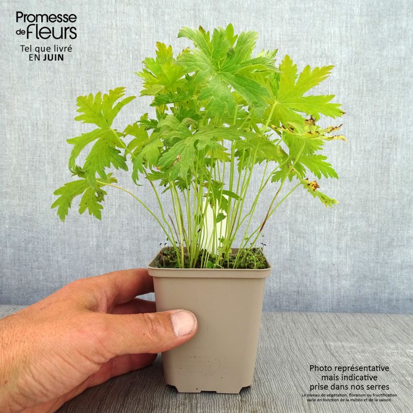 Spécimen de Geranium vivace Prélude Godet de 8/9 cm tel que livré au printemps