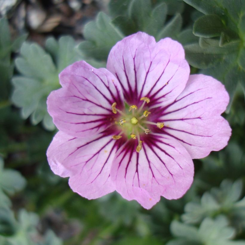 Geranium vivace Rothbury Gem (Flowering)