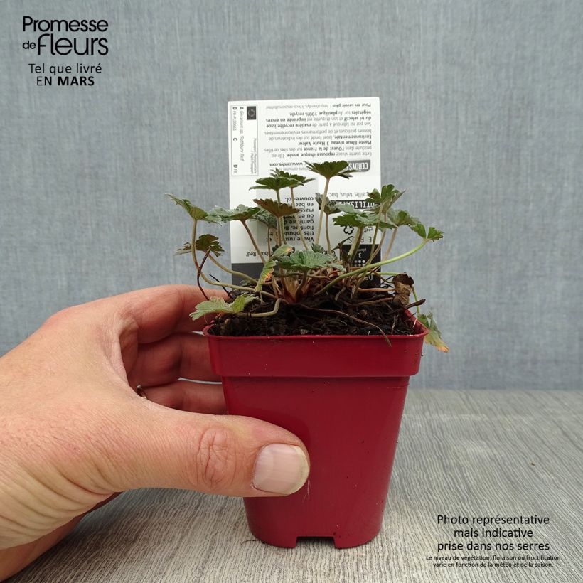 Spécimen de Géranium vivace Rothbury Red Godet de 8/9 cm tel que livré au printemps