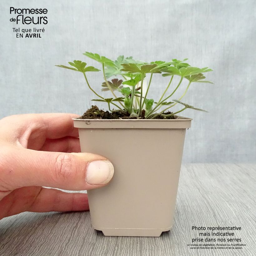 Spécimen de Géranium vivace Salomé Godet de 8/9 cm tel que livré au printemps