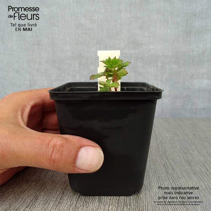 Spécimen de Geranium vivace Silvia's surprise Godet de 8/9 cm tel que livré au printemps