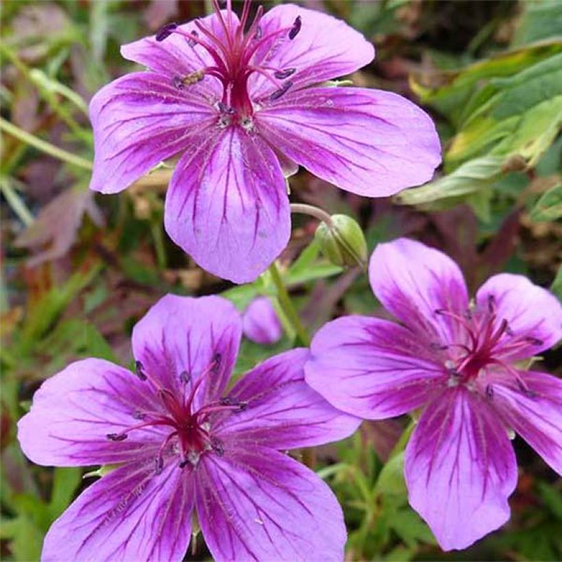 Geranium vivace Starman (Floraison)