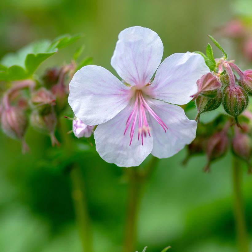Géranium vivace cantabrigiense Biokovo (Flowering)