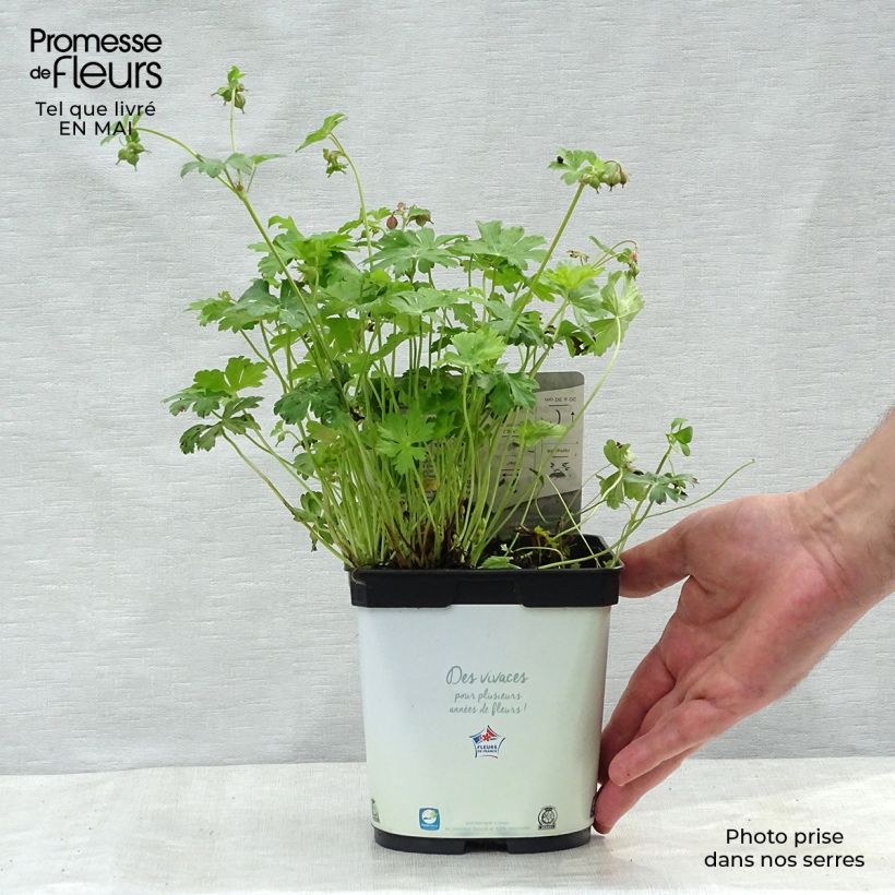 Example of Géranium vivace cantabrigiense Biokovo Pot de 2L/3L as you get in printemps