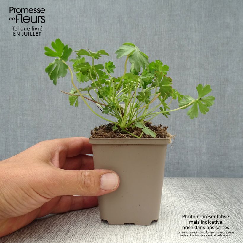 Spécimen de Géranium vivace cantabrigiense Intense Godet de 8/9 cm tel que livré en été