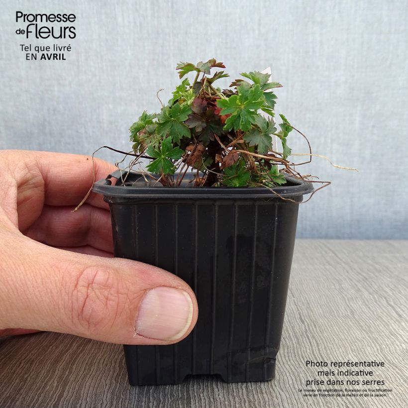 Spécimen de Géranium vivace cantabrigiense Intense Godet de 8/9 cm tel que livré au printemps