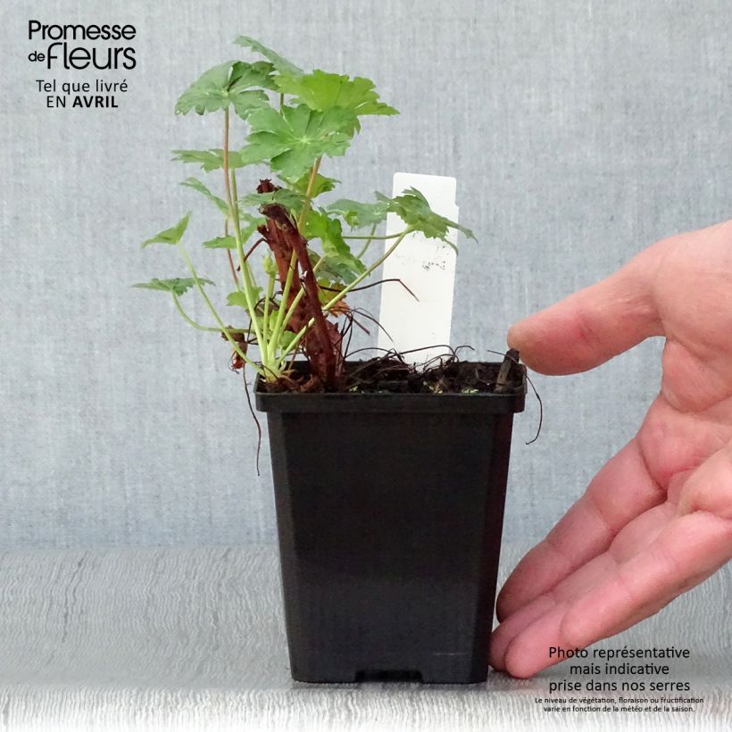 Spécimen de Géranium vivace cantabrigiense Karmina Godet de 8/9 cm tel que livré au printemps