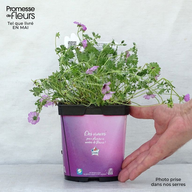 Example of Geranium vivace cinereum Ballerina Pot de 2L/3L as you get in printemps