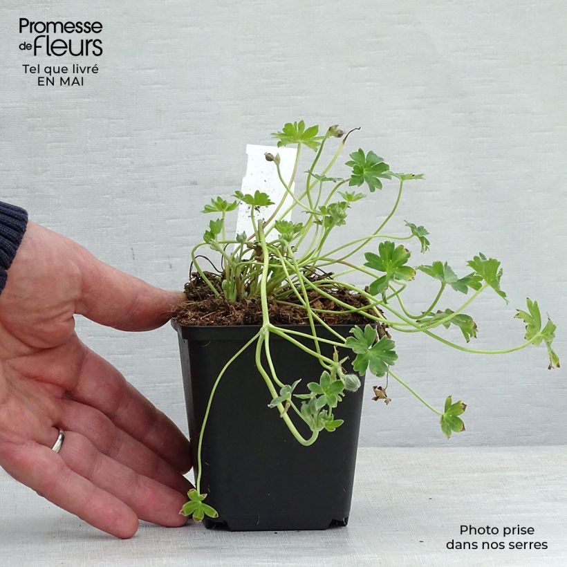 Spécimen de Geranium vivace cinereum Jolly Jewel Violet Godet de 8/9 cm tel que livré au printemps