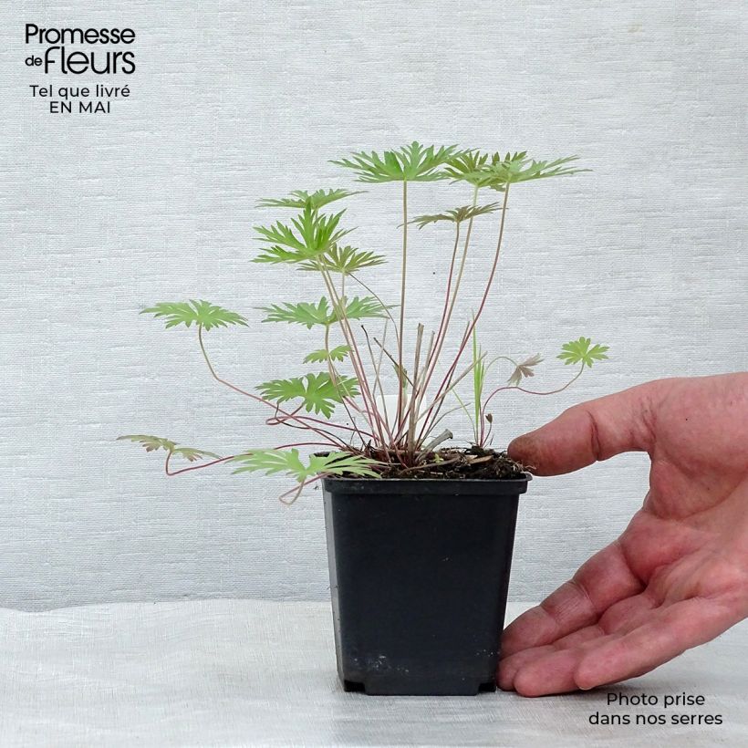 Spécimen de Géranium vivace clarkei Kashmir Blue Godet de 8/9 cm tel que livré au printemps