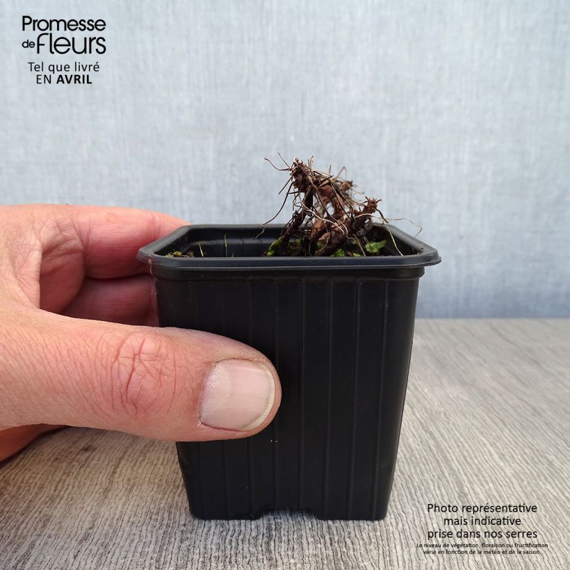 Spécimen de Géranium vivace dalmaticum Bressingham Pink Godet de 8/9 cm tel que livré au printemps