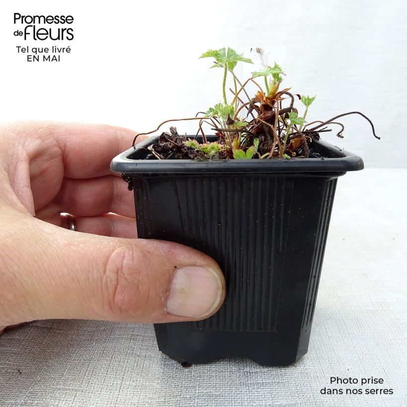 Spécimen de Géranium vivace endressii Godet de 8/9 cm tel que livré au printemps