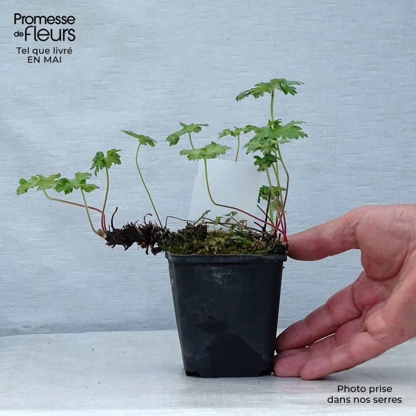 Spécimen de Géranium vivace ibericum Godet de 8/9 cm tel que livré au printemps