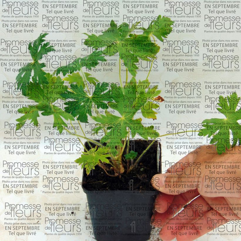 Exemple de spécimen de Geranium vivace ibericum White Zigana Godet de 8/9 cm tel que livré