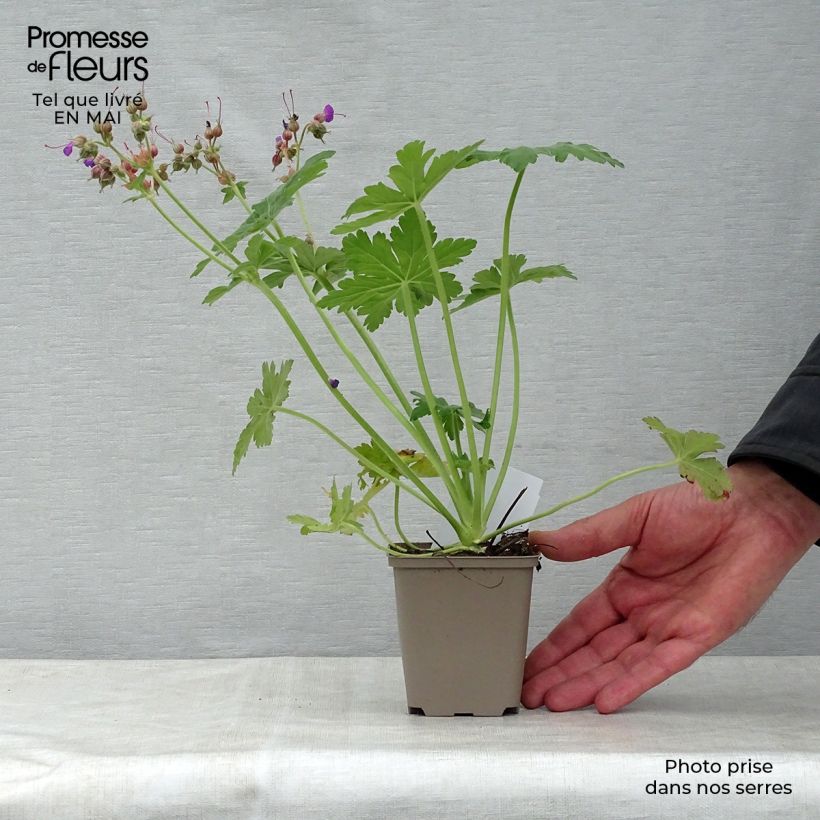 Spécimen de Géranium vivace macrorrhizum Bevan s Variety Godet de 8/9 cm tel que livré au printemps