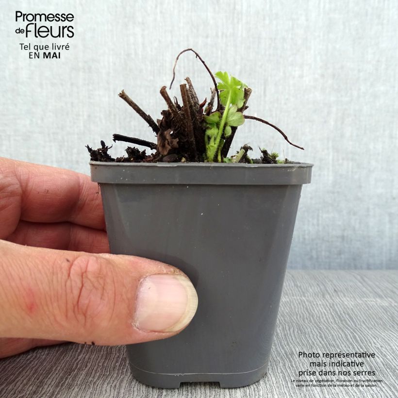 Spécimen de Géranium vivace macrorrhizum Ingwersen's Variety Godet de 8/9 cm tel que livré au printemps