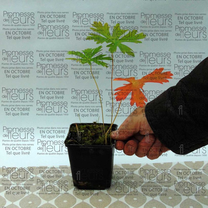 Exemple de spécimen de Géranium vivace maculatum Godet de 8/9 cm tel que livré