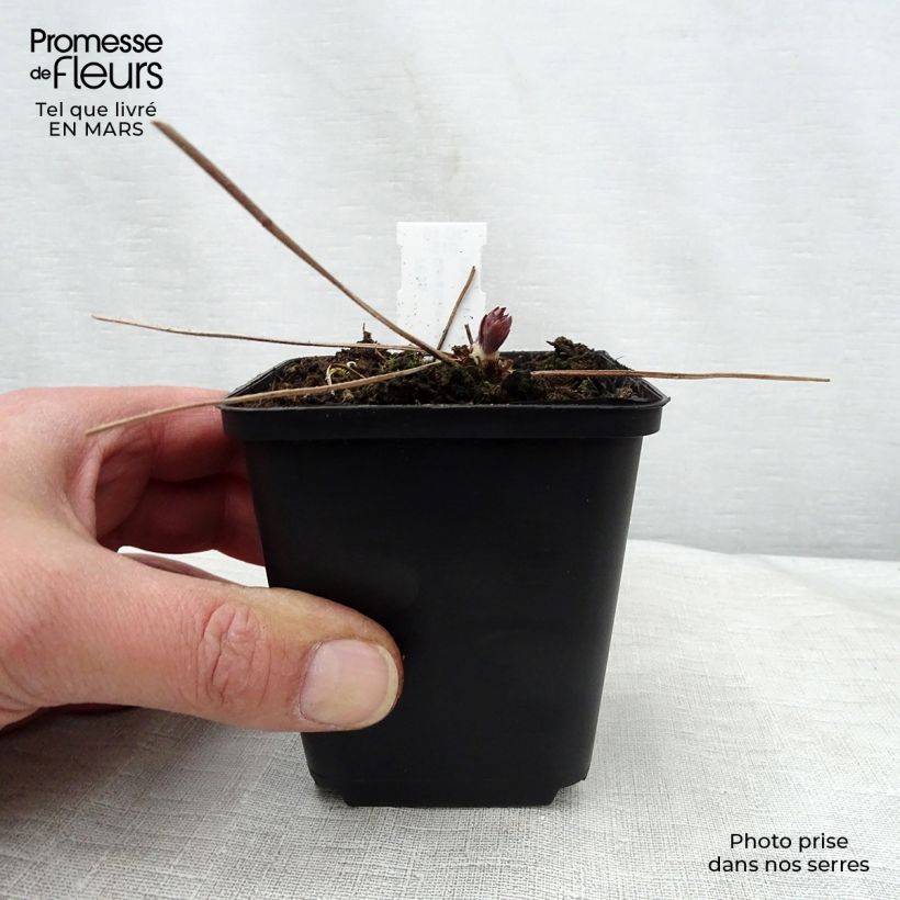 Spécimen de Géranium vivace maculatum Espresso Godet de 8/9 cm tel que livré au printemps