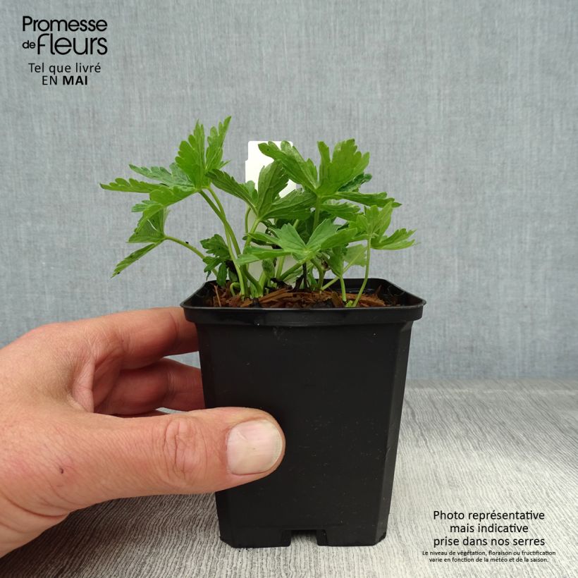 Spécimen de Géranium vivace maculatum var. album Godet de 8/9 cm tel que livré au printemps