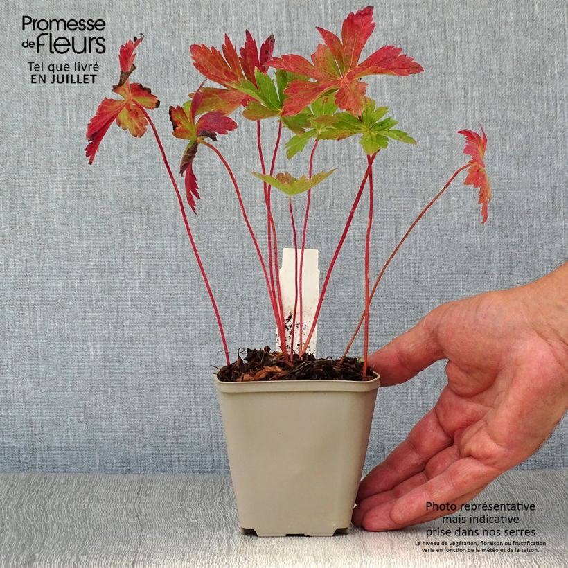 Spécimen de Geranium vivace maculé Vickie Lynn Godet de 8/9 cm tel que livré en été