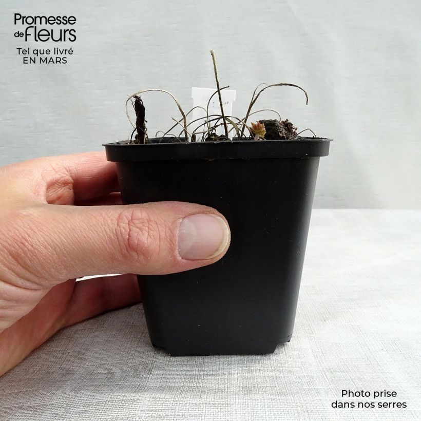 Example of Géranium vivace magnificum Rosemoor Godet de 8/9 cm as you get in printemps