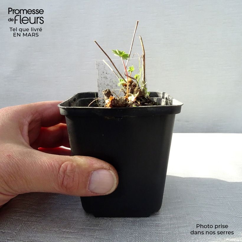 Spécimen de Geranium vivace monacense Godet de 8/9 cm tel que livré au printemps