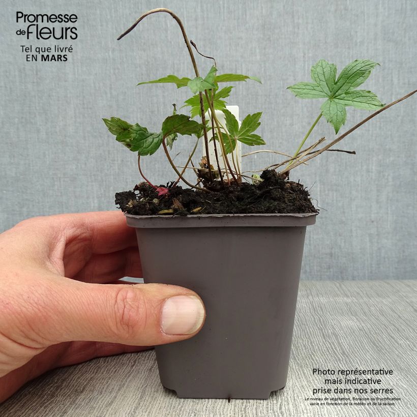 Spécimen de Géranium vivace nodosum Clos du Coudray Godet de 8/9 cm tel que livré au printemps