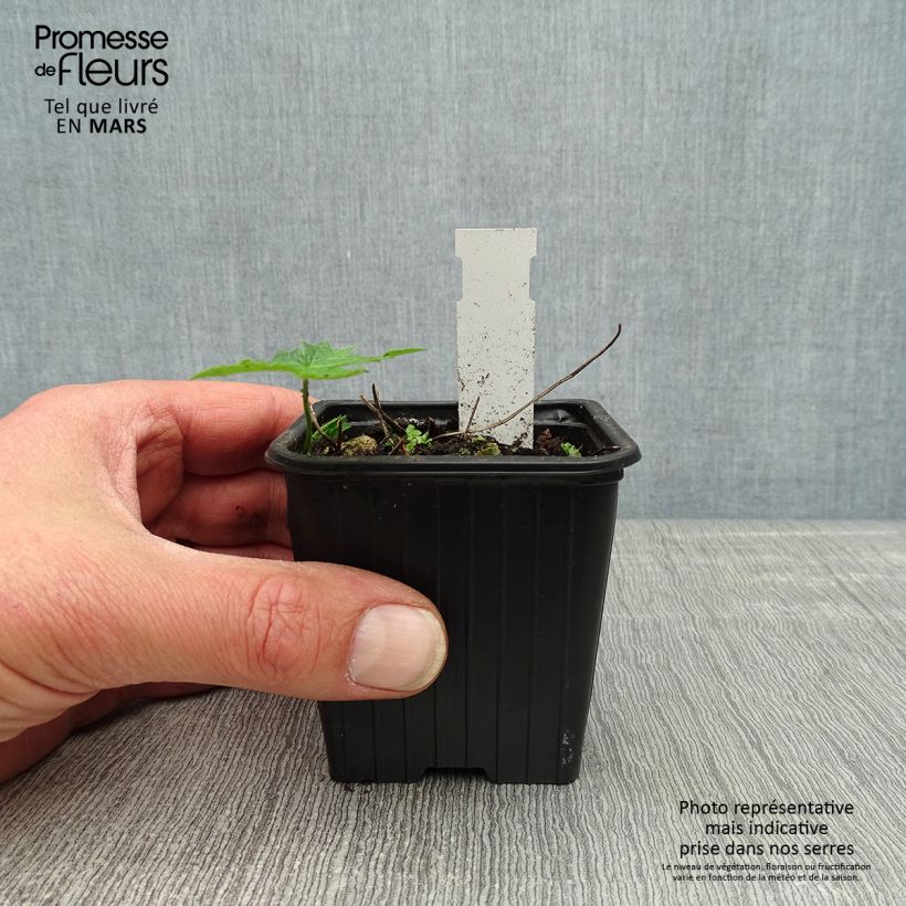 Example of Géranium vivace nodosum Silverwood Godet de 8/9 cm as you get in printemps