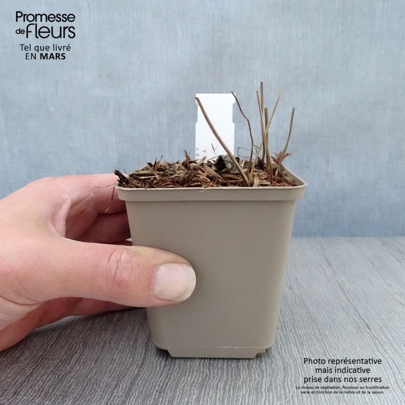 Spécimen de Geranium vivace nodosum Simon - Géranium noueux Godet de 8/9 cm tel que livré au printemps