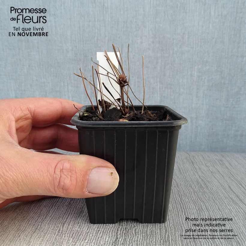 Spécimen de Géranium vivace nodosum  Godet de 8/9 cm tel que livré en automne