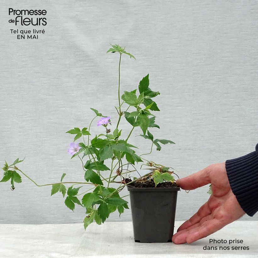 Spécimen de Géranium vivace nodosum  Godet de 8/9 cm tel que livré au printemps