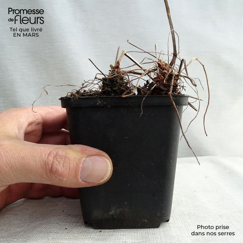 Spécimen de Géranium vivace oxonianum Katherine Adele Godet de 8/9 cm tel que livré au printemps