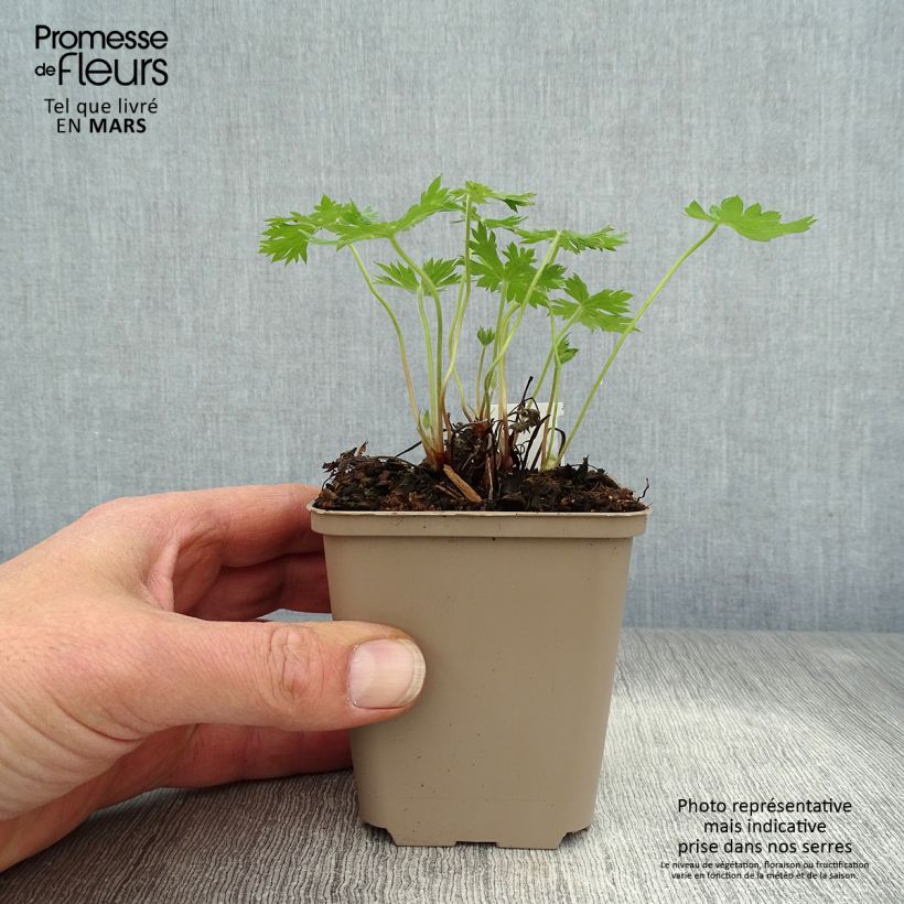 Spécimen de Géranium vivace oxonianum Sherwood Godet de 8/9 cm tel que livré au printemps