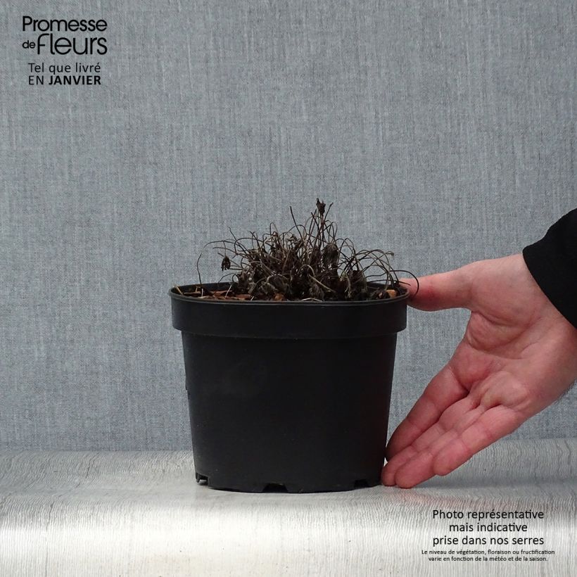 Spécimen de Géranium vivace oxonianum Sherwood Pot de 2L/3L tel que livré en hiver