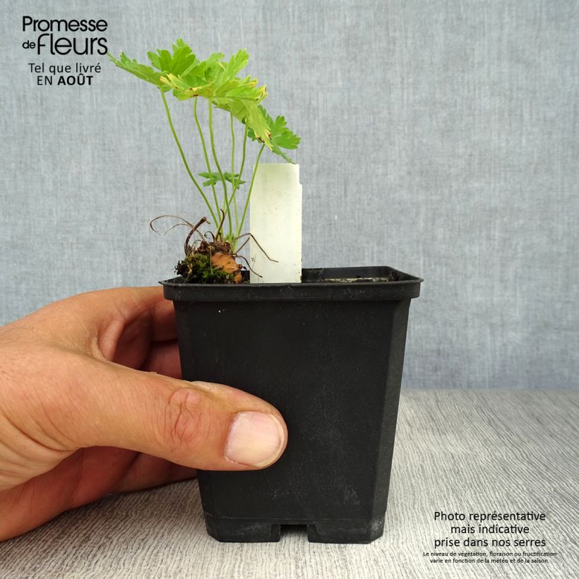 Spécimen de Géranium vivace phaeum Album Godet de 8/9 cm tel que livré en été
