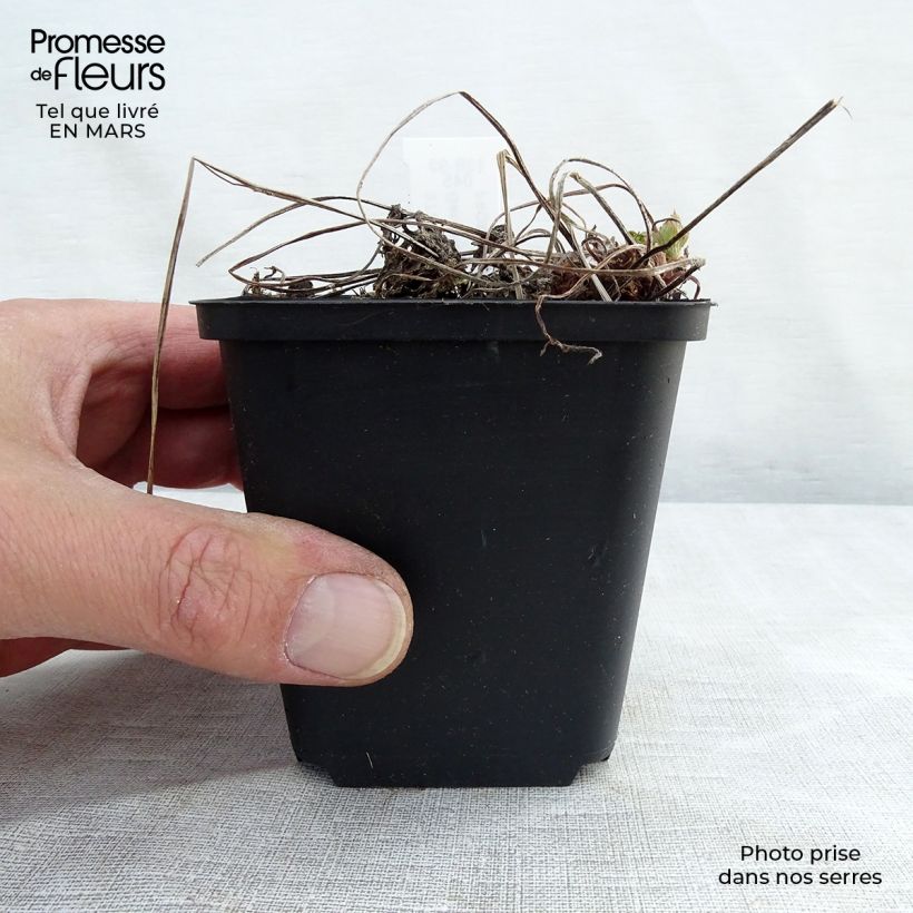 Spécimen de Géranium vivace phaeum Lily Lovell Godet de 8/9 cm tel que livré au printemps