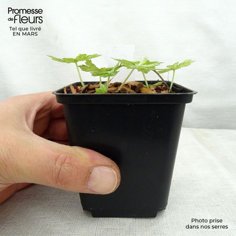 Spécimen de Géranium vivace phaeum Margaret Wilson Godet de 8/9 cm tel que livré au printemps