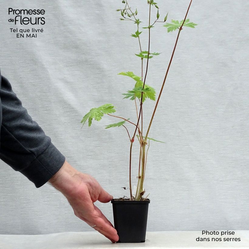 Spécimen de Geranium vivace phaeum Mourning Widow Godet de 8/9 cm tel que livré au printemps
