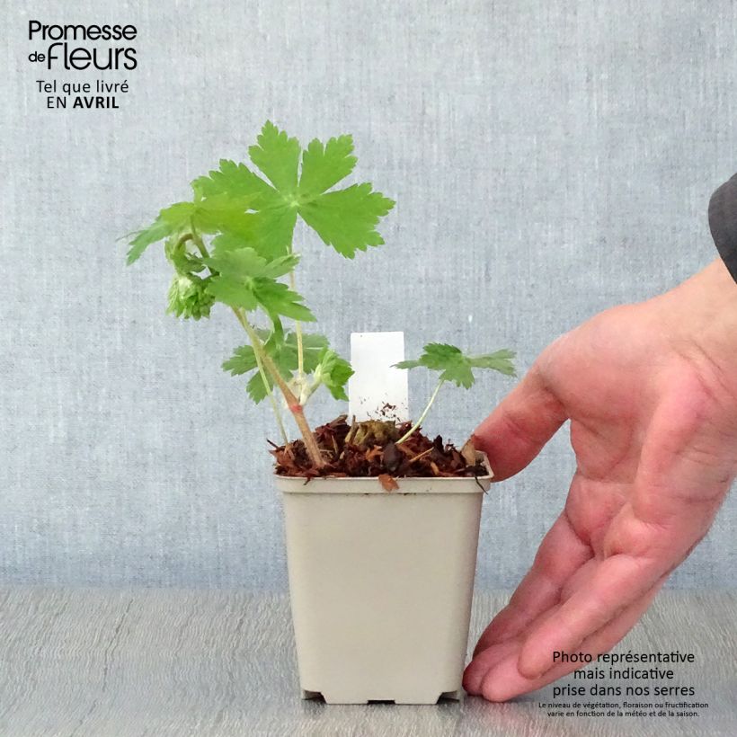 Spécimen de Geranium vivace phaeum Raven - Géranium vivace livide Godet de 8/9 cm tel que livré au printemps