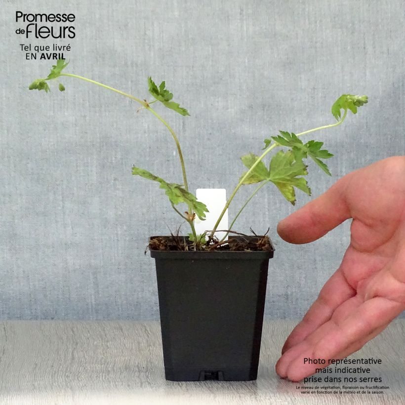 Spécimen de Géranium vivace phaeum Samobor Godet de 8/9 cm tel que livré au printemps